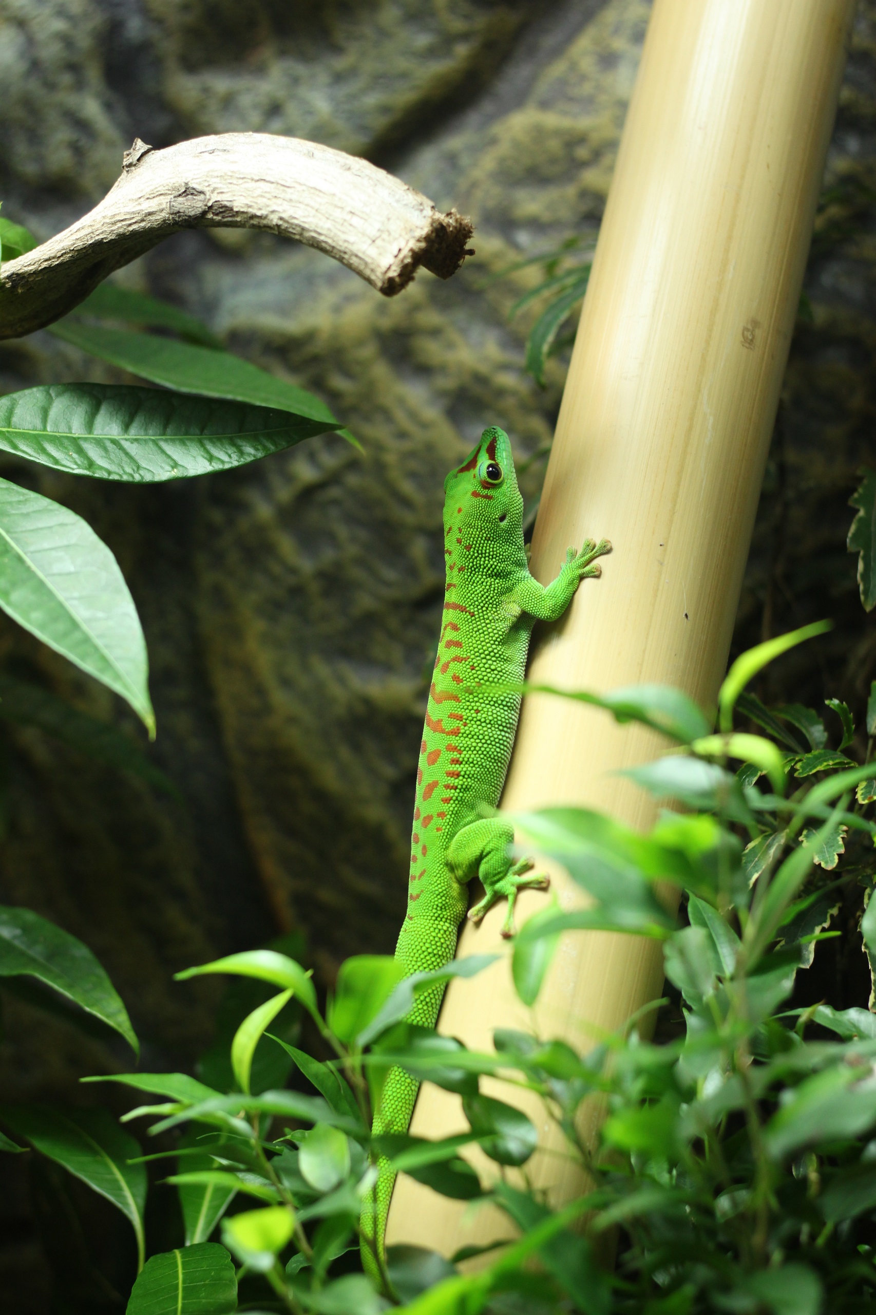 Gecko senkrecht auf Bambusrohr hinter Pflanzen im Terra